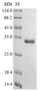 Recombinant Bovine Fibronectin (FN1), partial