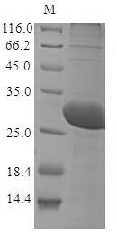 Recombinant Methanothermobacter marburgensis F420-dependent NADP reductase (fno), Methanothermobacter marburgensis (strain ATCC BAA-927 / DSM 2133 / JCM 14651 / NBRC 100331 / OCM 82 / Marburg) (Methanobacterium thermoautotrophicum), Baculovirus, N-terminal 10xHis-tagged and C-terminal Myc-tagged, 27.4kDa, purity >85% as determined by SDS-PAGE.