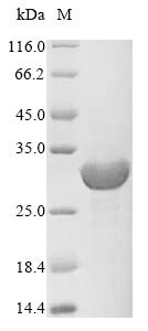 Recombinant Methanothermobacter marburgensis F420-dependent NADP reductase (fno)