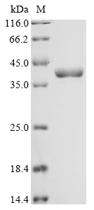 Recombinant Pseudomonas aeruginosa Bifunctional protein FolD (folD)