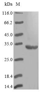 Recombinant Staphylococcus haemolyticus Dihydropteroate synthase (folP)