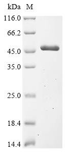 Recombinant Escherichia coli S- (hydroxymethyl)glutathione dehydrogenase (frmA)