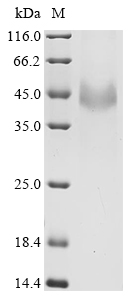Recombinant Horse Follistatin (FST)