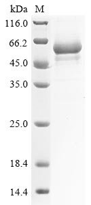 Recombinant Mouse Alpha- (1,3)-fucosyltransferase 7 (Fut7), partial, Mus musculus (Mouse), E.coli, N-terminal GST-tagged, 62.5kDa, purity >85% as determined by SDS-PAGE.