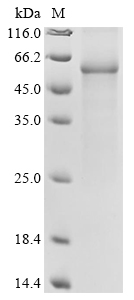 Recombinant Human Cytochrome P450 3A4 (CYP3A4) Protein, Homo sapiens (Human), in vitro E.coli expression system, N-terminal 10xHis-tagged, 63.3kDa, purity >85% as determined by SDS-PAGE.