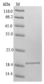 Recombinant Mouse Frataxin,mitochondrial (Fxn), partial