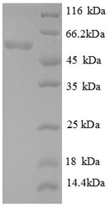Recombinant Escherichia coli Glutamate decarboxylase alpha (gadA), Escherichia coli (strain K12), E.coli, N-terminal 6xHis-tagged, 56.7kDa, purity >90% as determined by SDS-PAGE.