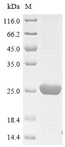 Recombinant Enterobacteria phage lambda Host-nuclease inhibitor protein gam (gam)