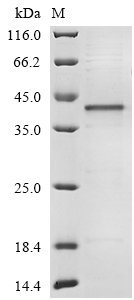 Recombinant Cricetulus griseus Glyceraldehyde-3-phosphate dehydrogenase (GAPDH), Cricetulus griseus (Chinese hamster) (Cricetulus barabensis griseus), E.coli, N-terminal 6xHis-tagged, 39.7kDa, purity >85% as determined by SDS-PAGE.
