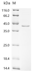 Recombinant Arabidopsis thaliana Gibberellin-regulated protein 14 (GASA14)