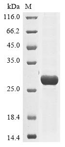 Recombinant Human herpesvirus 6A Envelope glycoprotein B (gB), partial