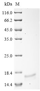 Recombinant Suid herpesvirus 1 Envelope glycoprotein B (gB), partial