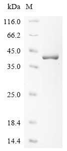 Recombinant Varicella-zoster virus Envelope glycoprotein B (gB), partial, Varicella-zoster virus (strain Dumas) (HHV-3) (Human herpesvirus 3), E.coli, N-terminal 6xHis-tagged, 42.3kDa, purity >85% as determined by SDS-PAGE.