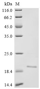 Recombinant Varicella-zoster virus Envelope glycoprotein B (gB), partial, Varicella-zoster virus (strain Oka vaccine) (HHV-3) (Human herpesvirus 3), E.coli, C-terminal 6xHis-tagged, 17.9kDa, purity >90% as determined by SDS-PAGE.