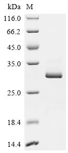 Recombinant Varicella-zoster virus Envelope glycoprotein B (gB), partial