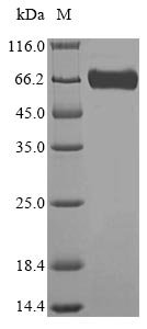 Recombinant Mouse Lysosomal acid Glucosylceramidase (Gba1), Mus musculus (Mouse), E.coli, N-terminal 6xHis-SUMO-tagged, 71.5kDa, purity >85% as determined by SDS-PAGE.