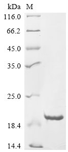 Recombinant Chicken Glycine cleavage system H protein, mitochondrial (GCSH), Gallus gallus (Chicken), E.coli, N-terminal 10xHis-tagged and C-terminal Myc-tagged, 18.7kDa, purity >90% as determined by SDS-PAGE.