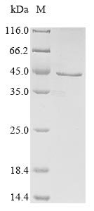 Recombinant Human herpesvirus 1 Envelope glycoprotein D (gD), partial