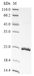 Recombinant Sheep Growth/differentiation factor 9 (GDF9)