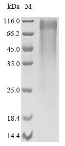 Recombinant Neosartorya fumigata 1,3-beta-glucanosyltransferase gel4 (gel4), Neosartorya fumigata (strain ATCC MYA-4609 / Af293 / CBS 101355 / FGSC A1100) (Aspergillus fumigatus), Yeast, N-terminal 6xHis-tagged, 55.4kDa, purity >85% as determined by SDS-PAGE.