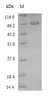 Recombinant Danio rerio Glial fibrillary acidic protein (gfap)