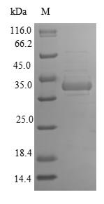 Recombinant Rat FAD-linked sulfhydryl oxidase ALR (Gfer), Rattus norvegicus (Rat), E.coli, N-terminal 6xHis-SUMO-tagged, 38.8kDa, purity >90% as determined by SDS-PAGE.