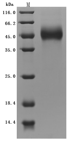 Recombinant Mouse GDNF family receptor alpha-like (Gfral), partial (Active), Mus musculus (Mouse), Mammalian cell, N-terminal 10xHis-tagged and C-terminal Myc-tagged, 42.1kDa, purity >95% as determined by SDS-PAGE.