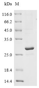 Recombinant Human cytomegalovirus Envelope glycoprotein H (gH), partial, Human cytomegalovirus (strain AD169) (HHV-5) (Human herpesvirus 5), E.coli, N-terminal 6xHis-tagged, 26.7kDa, purity >85% as determined by SDS-PAGE.