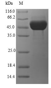 Recombinant Escherichia coli Glyoxylate/hydroxypyruvate reductase A (ghrA)