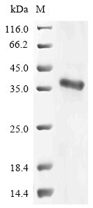 Recombinant Arabidopsis thaliana GRF1-interacting factor 1 (GIF1), Arabidopsis thaliana (Mouse-ear cress), E.coli, N-terminal 6xHis-KSI-tagged, 37.8kDa, purity >85% as determined by SDS-PAGE.