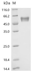 Recombinant Mouse Gastric inhibitory polypeptide receptor (Gipr), partial
