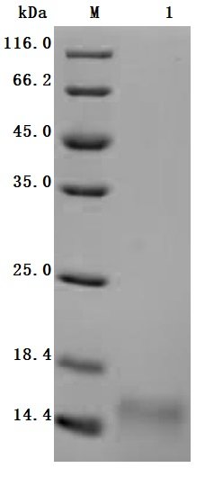 Recombinant Macaca fascicularis Gastric inhibitory polypeptide receptor (GIPR), partial (Active)