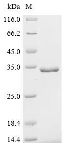 Recombinant Human herpesvirus 6A Envelope glycoprotein L (gL), Human herpesvirus 6A (strain Uganda-1102) (HHV-6 variant A) (Human B lymphotropic virus), E.coli, C-terminal 6xHis-tagged, 33.8kDa, purity >95% as determined by SDS-PAGE.