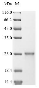 Recombinant Varicella-zoster virus Envelope glycoprotein L (gL), Varicella-zoster virus (strain Oka vaccine) (HHV-3) (Human herpesvirus 3), E.coli, N-terminal 10xHis-tagged and C-terminal Myc-tagged, 22.6kDa, purity >90% as determined by SDS-PAGE.