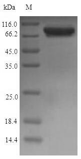 Recombinant Escherichia coli Malate synthase G (glcB)
