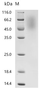 Recombinant Macaca fascicularis Glucagon-like peptide 1 receptor (GLP1R), partial