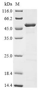 Recombinant Rickettsia australis Citrate synthase (gltA), partial