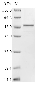 Recombinant Arabidopsis thaliana Alpha-1,3-mannosyl-glycoprotein 2-beta-N-acetylglucosaminyltransferase (GNTI), partial, Arabidopsis thaliana (Mouse-ear cress), Baculovirus, C-terminal 6xHis-tagged, 51.6kDa, purity >90% as determined by SDS-PAGE.