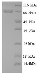 Recombinant Aspergillus niger Glucose oxidase (gox), partial, Aspergillus niger, E.coli, N-terminal 10xHis-tagged, 68.6kDa, purity >85% as determined by SDS-PAGE.