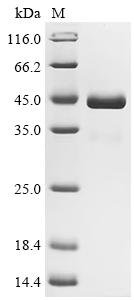 Recombinant Crimean-Congo hemorrhagic fever virus Envelopment polyprotein (GP), partial (Active), Crimean-Congo hemorrhagic fever virus (strain Nigeria/IbAr10200/1970) (CCHFV), Mammalian cell, C-terminal 10xHis-tagged, 42.2kDa, purity >95% as determined by SDS-PAGE.