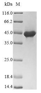 Recombinant Lymphocytic choriomeningitis virus Pre-glycoprotein polyprotein GP complex (GPC), partial