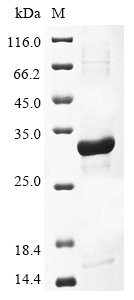Recombinant Lymphocytic choriomeningitis virus Pre-glycoprotein polyprotein GP complex (GPC), partial, Lymphocytic choriomeningitis virus (strain WE) (LCMV), E.coli, N-terminal 6xHis-tagged and C-terminal Myc-tagged, 30.9kDa, purity >85% as determined by SDS-PAGE.
