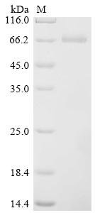 Recombinant Chapare mammarenavirus Pre-glycoprotein polyprotein GP complex (GPC), partial