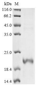 Recombinant Mouse Glycoprotein hormone beta-5 (Gphb5)