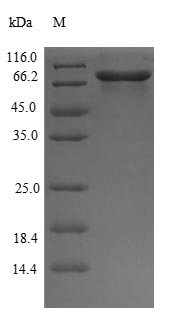 Recombinant Mouse Glucose-6-phosphate isomerase (Gpi)