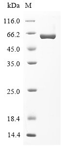 Recombinant Rat Glucose-6-phosphate isomerase (Gpi), Rattus norvegicus (Rat), E.coli, N-terminal 10xHis-tagged and C-terminal Myc-tagged, 70.1kDa, purity >90% as determined by SDS-PAGE.