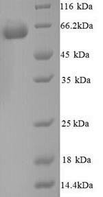 Recombinant Mouse Glucose-6-phosphate isomerase (Gpi)