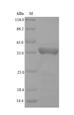 Recombinant Pongo pygmaeus Phospholipid hydroperoxide glutathione peroxidase (GPX4) (U73S), partial, ongo pygmaeus (Bornean orangutan), E.coli, N-terminal 6xHis-SUMO-tagged, 35.0kDa, purity >90% as determined by SDS-PAGE.