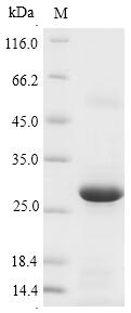 Recombinant Pig Epididymal secretory glutathione peroxidase (GPX5), Sus scrofa (Pig), E.coli, N-terminal 10xHis-tagged and C-terminal Myc-tagged, 27.6kDa, purity >90% as determined by SDS-PAGE.