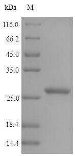 Recombinant Pig Epididymal secretory glutathione peroxidase (GPX5), Sus scrofa (Pig), Yeast, N-terminal 6xHis-tagged and C-terminal Myc-tagged, 26.1kDa, purity >90% as determined by SDS-PAGE.
